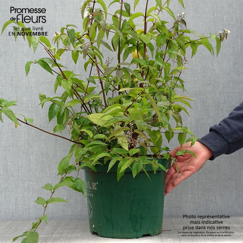 Esimerkki syksyllä toimitetusta Nietospensas - Deutzia setchuenensis var. corymbiflora 7,5 litran / 10 litran ruukku-taimesta