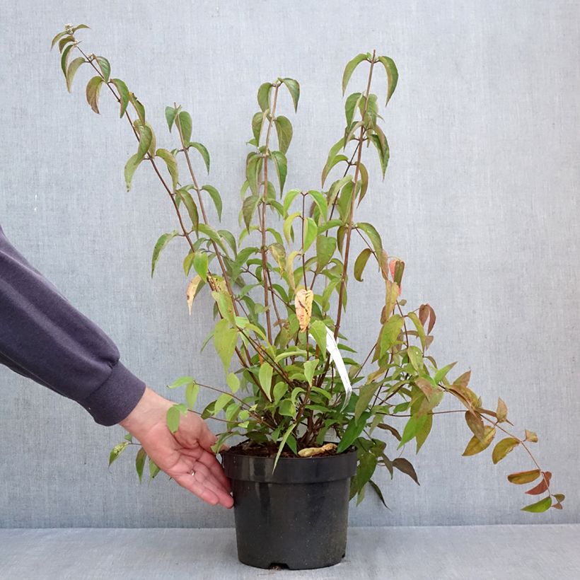 Esimerkki syksyllä toimitetusta Nietospensas - Deutzia setchuenensis var. corymbiflora 2 litran/3 litran ruukku-taimesta