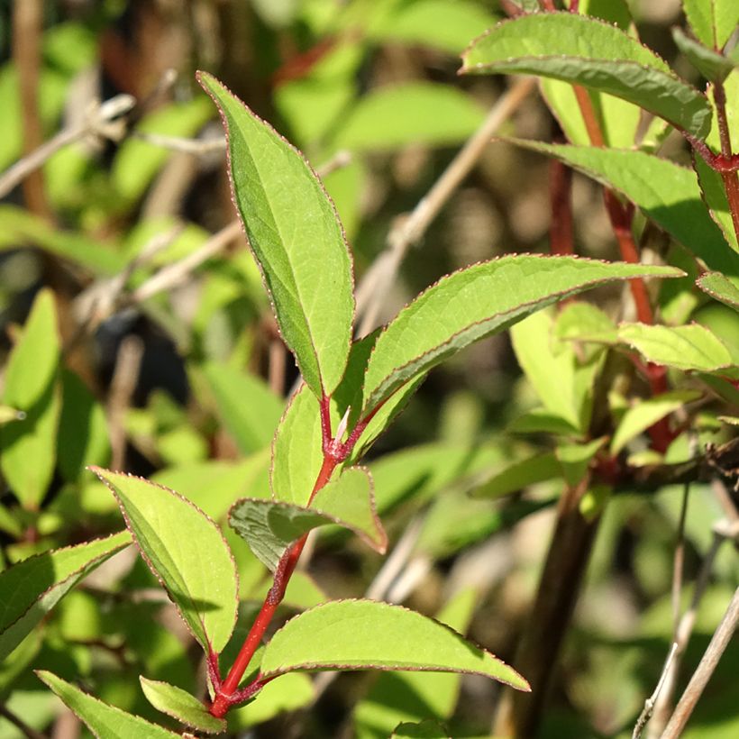 Nietospensas - Deutzia x lemoinei (Lehvistö)