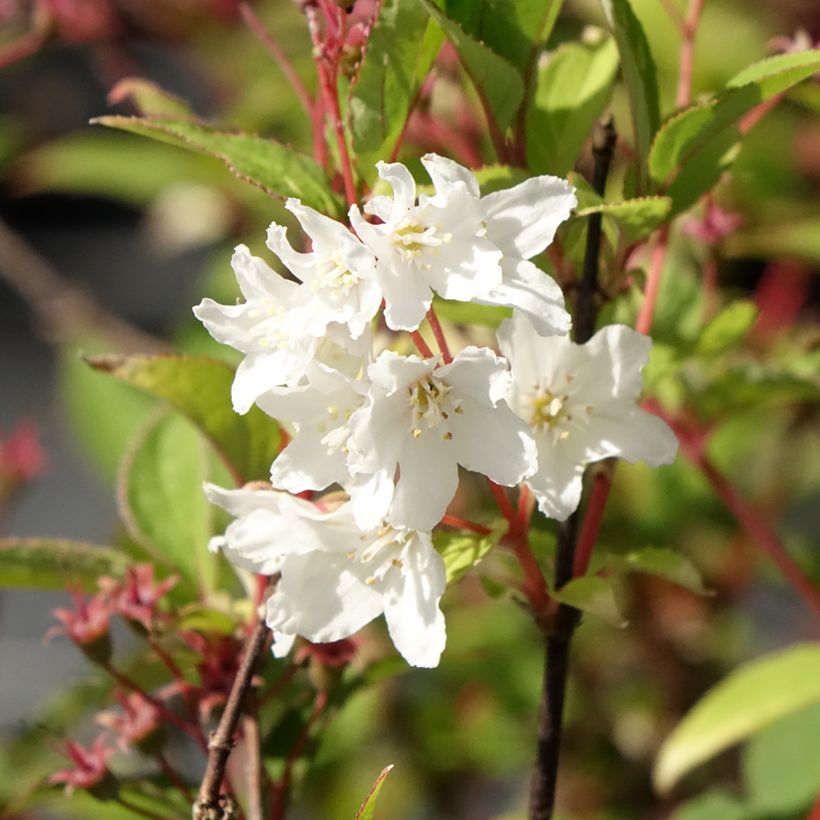 Nietospensas - Deutzia x lemoinei (Kukinta)