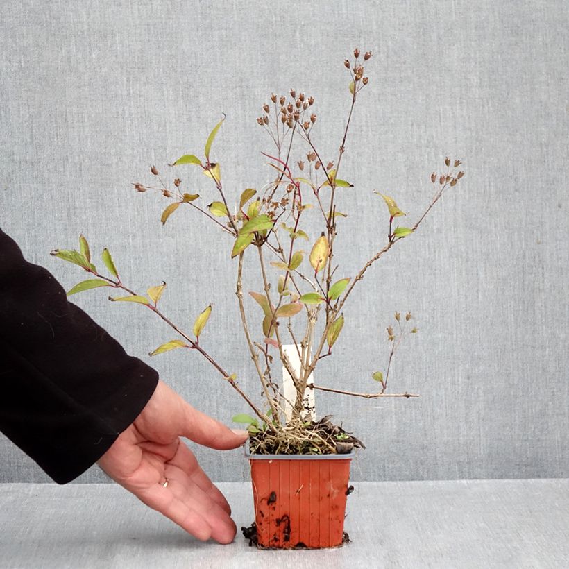 Esimerkki syksyllä toimitetusta Nietospensas - Deutzia x lemoinei 8/9 cm taimiruukku-taimesta