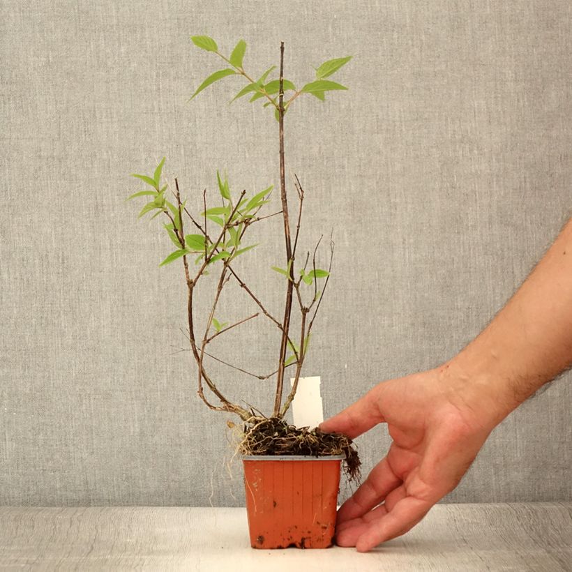 Esimerkki kesällä toimitetusta Nietospensas - Deutzia x lemoinei 8/9 cm taimiruukku-taimesta