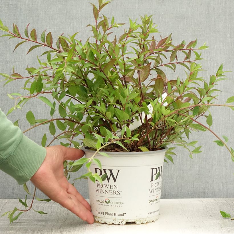 Esimerkki kesällä toimitetusta Nietospensas Yuki Cherry Blossom Ruukku 2L / 3L-taimesta