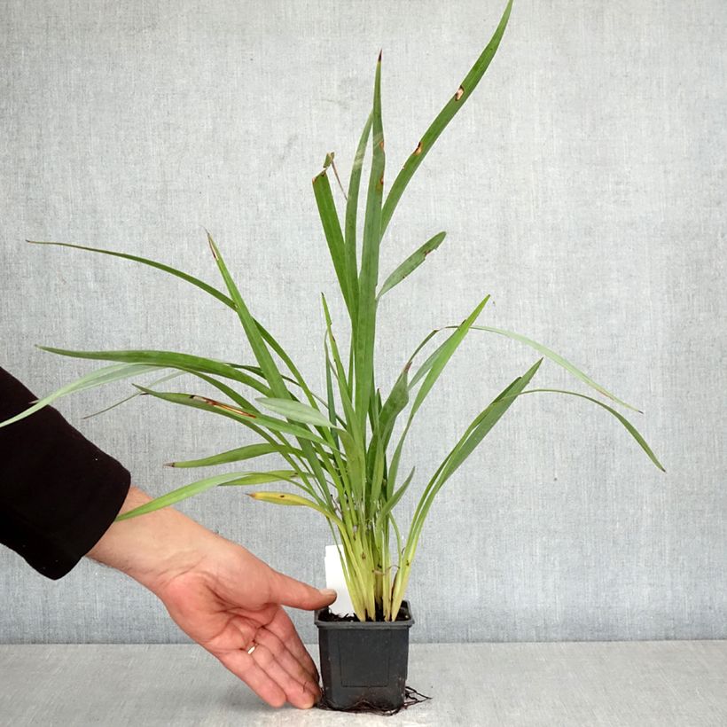 Esimerkki keväällä toimitetusta Dianella caerulea Cassa Blue 8/9 cm taimiruukku-taimesta