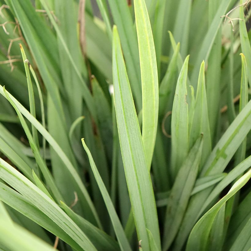 Dianella caerulea Cassa Blue (Lehvistö)