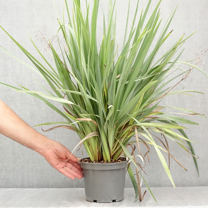 Esimerkki kesällä toimitetusta Dianella caerulea Cassa Blue 2 litran/3 litran ruukku-taimesta