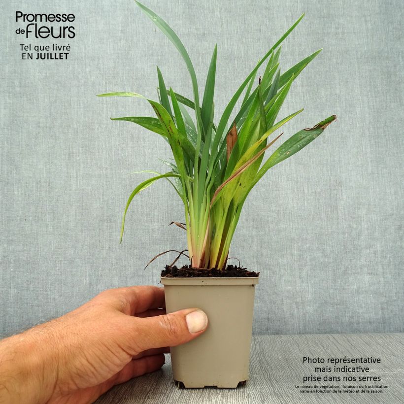 Esimerkki kesällä toimitetusta Dianella revoluta Blue Stream 8/9 cm taimiruukku-taimesta
