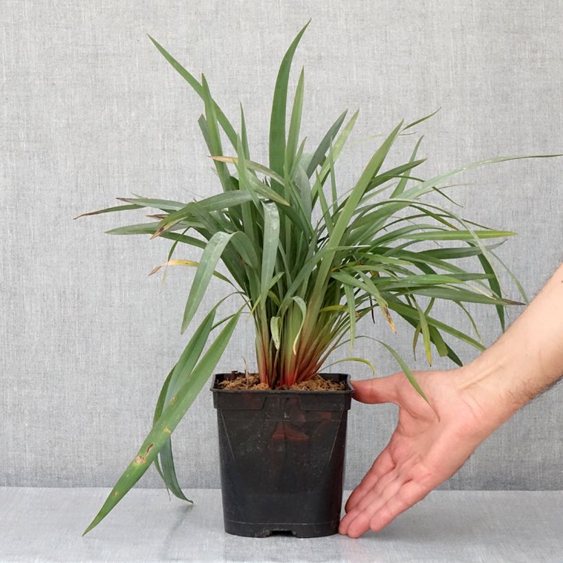 Esimerkki keväällä toimitetusta Dianella revoluta Blue Stream 3 litran/4 litran ruukku-taimesta