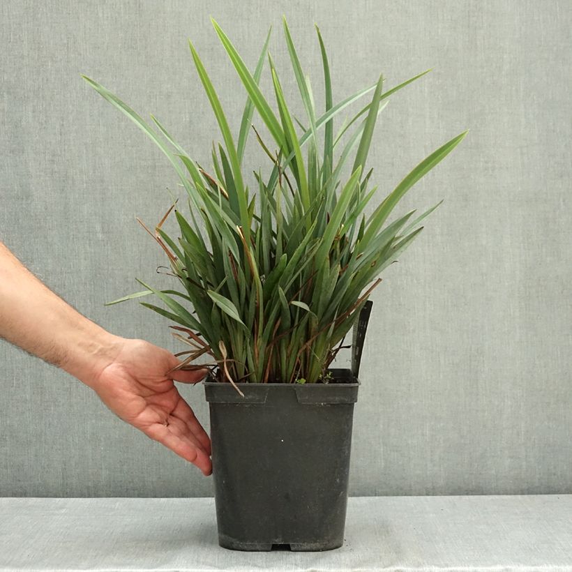 Esimerkki kesällä toimitetusta Dianella revoluta Blue Stream 3 litran/4 litran ruukku-taimesta