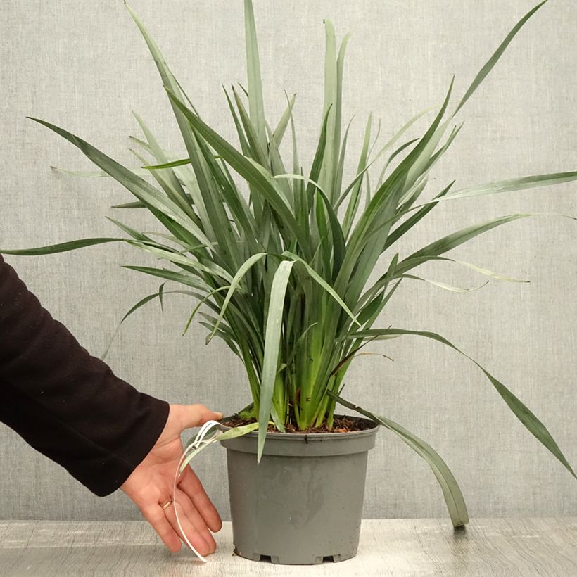 Esimerkki syksyllä toimitetusta Dianella caerulea Cassa Blue 2 litran/3 litran ruukku-taimesta