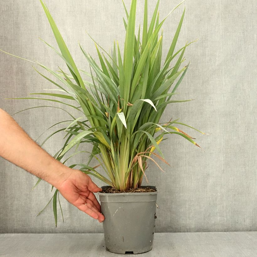 Esimerkki kesällä toimitetusta Dianella revoluta Clarity Blue 4 litran/5 litran ruukku-taimesta