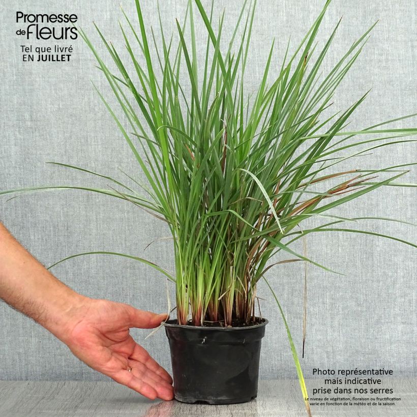 Esimerkki kesällä toimitetusta Dianella revoluta Coolvista Godet de 8/9 cm-taimesta