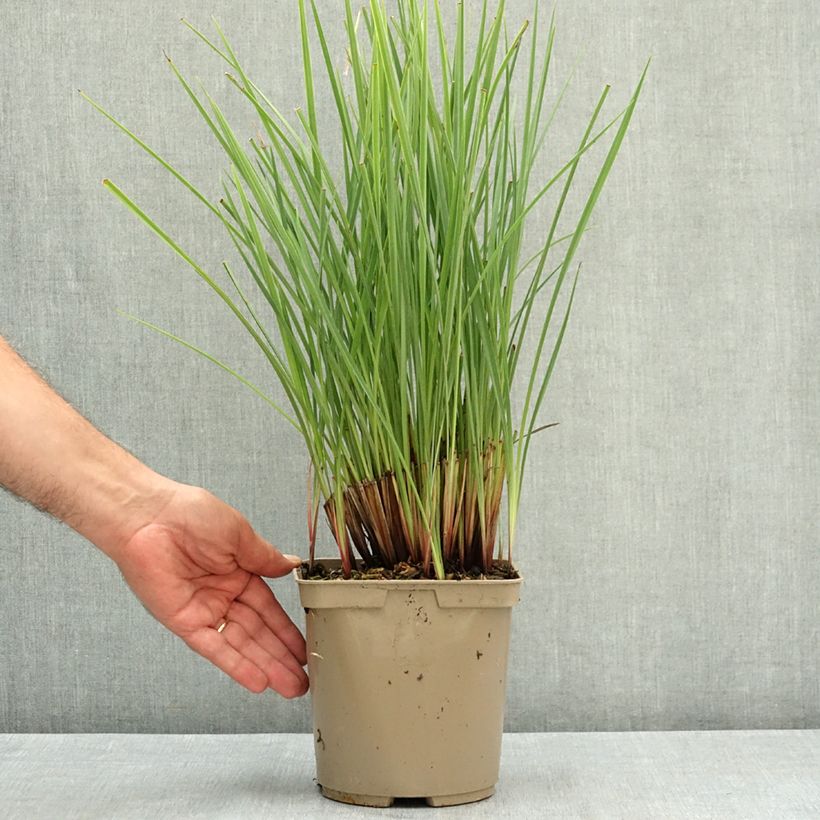 Esimerkki kesällä toimitetusta Dianella revoluta Coolvista 3 litran/4 litran ruukku-taimesta