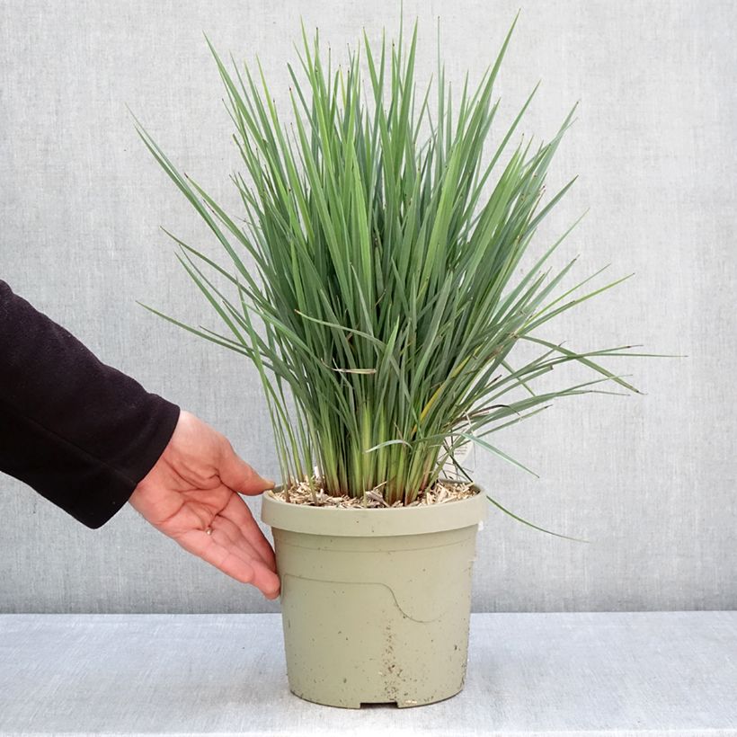 Esimerkki keväällä toimitetusta Dianella revoluta Coolvista Pot de 3L/4L-taimesta