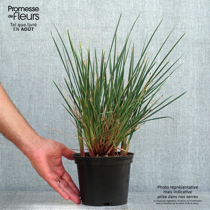 Esimerkki kesällä toimitetusta Dianella revoluta Little Rev Pot de 2L/3L-taimesta