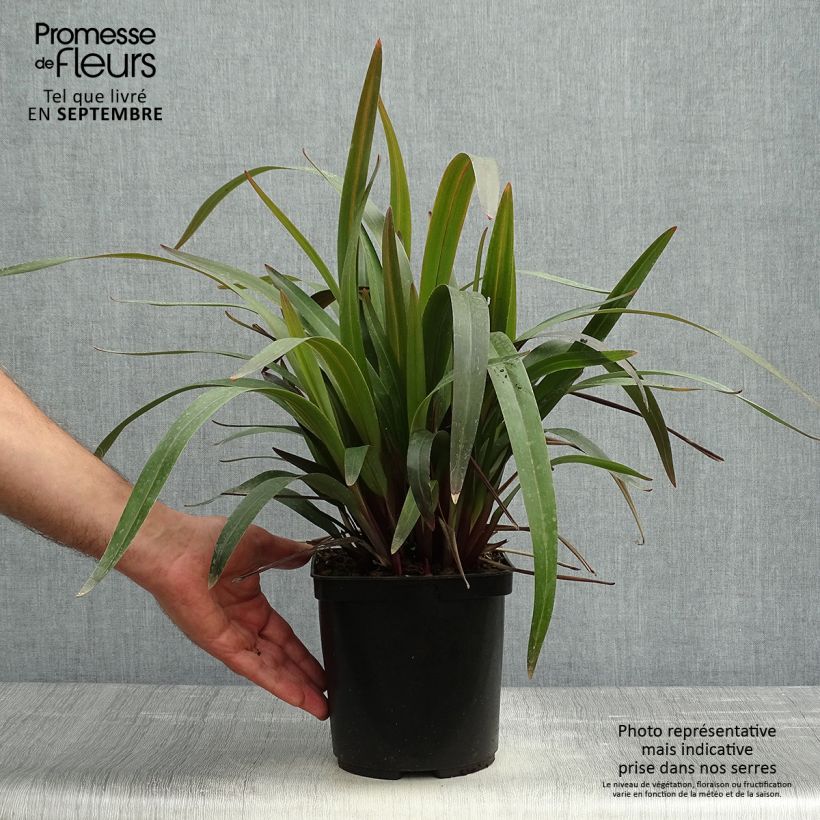 Esimerkki syksyllä toimitetusta Dianella tasmanica Blaze 2 litran/3 litran ruukku-taimesta