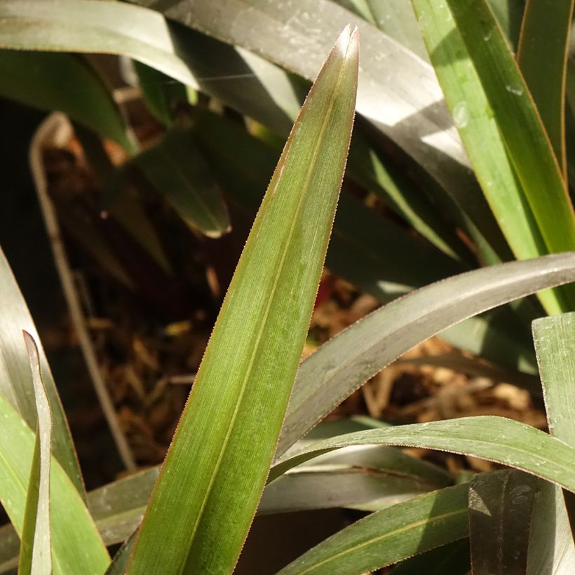 Dianella tasmanica Blaze (Lehvistö)