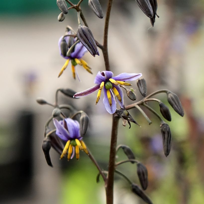 Dianella tasmanica Blaze (Kukinta)