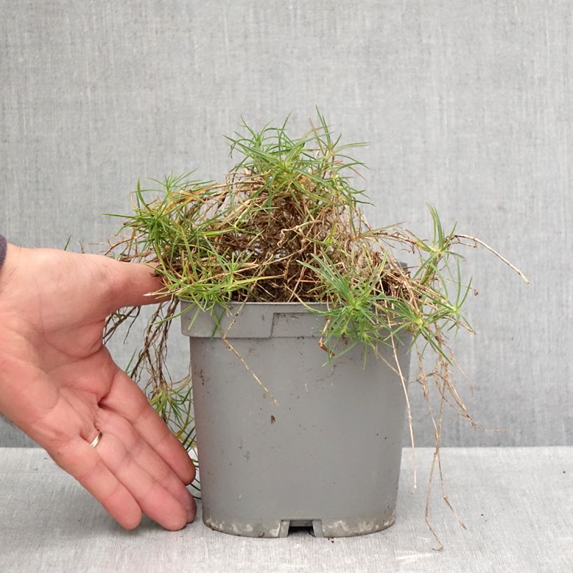 Esimerkki syksyllä toimitetusta Hietaneilikka - Dianthus arenarius 2 litran/3 litran ruukku-taimesta