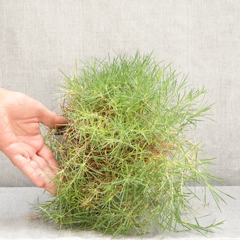 Esimerkki kesällä toimitetusta Hietaneilikka - Dianthus arenarius Pot de 2L/3L-taimesta