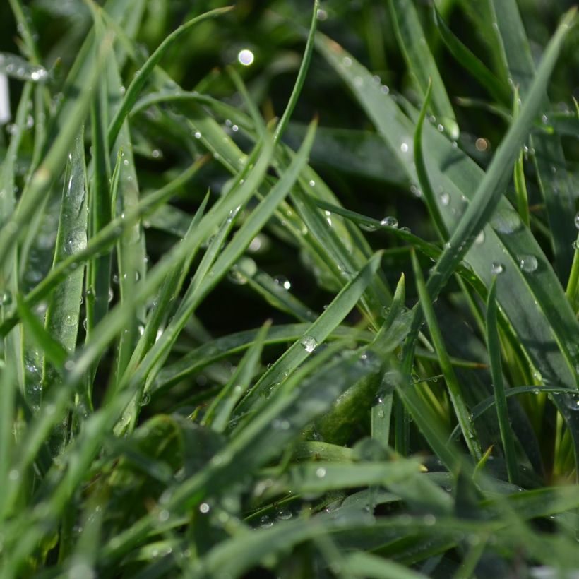 Munkkineilikka - Dianthus carthusianorum (Lehvistö)