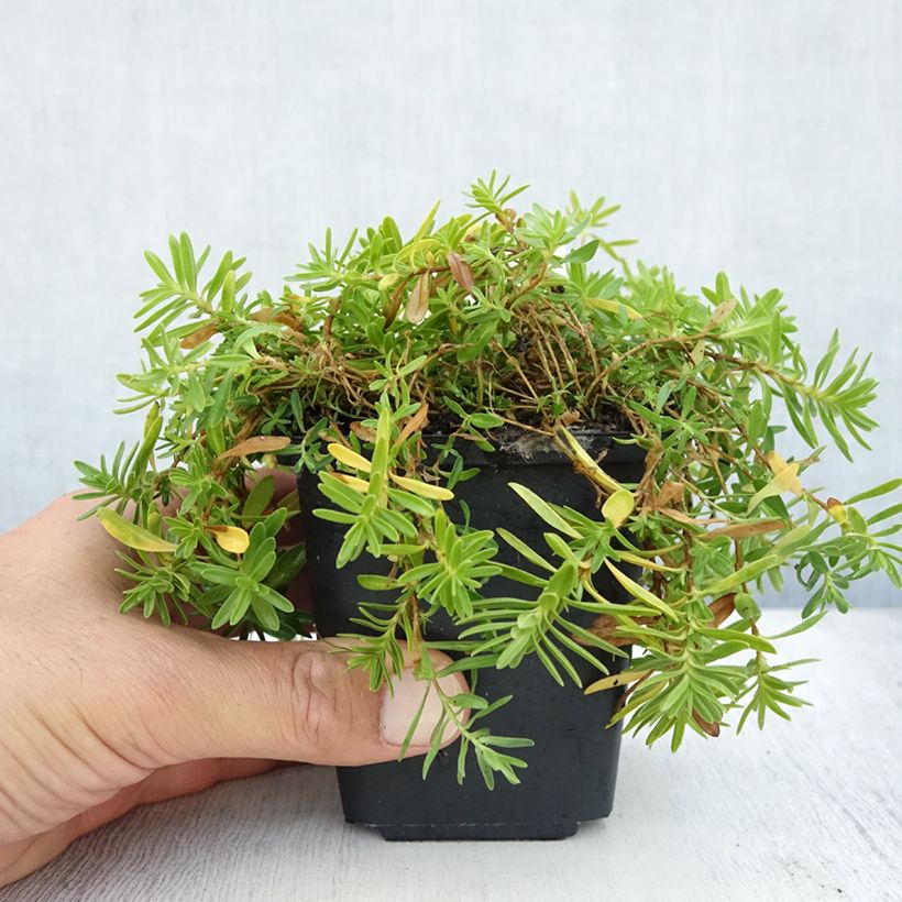 Esimerkki kesällä toimitetusta Ketoneilikka Albiflorus Taimiruukku 8/9 cm-taimesta