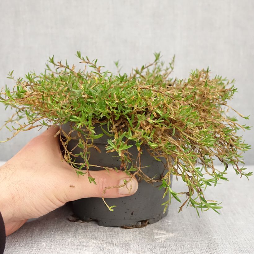 Esimerkki syksyllä toimitetusta Ketoneilikka - Dianthus deltoides 1,5 litran / 2 litran kannu-taimesta