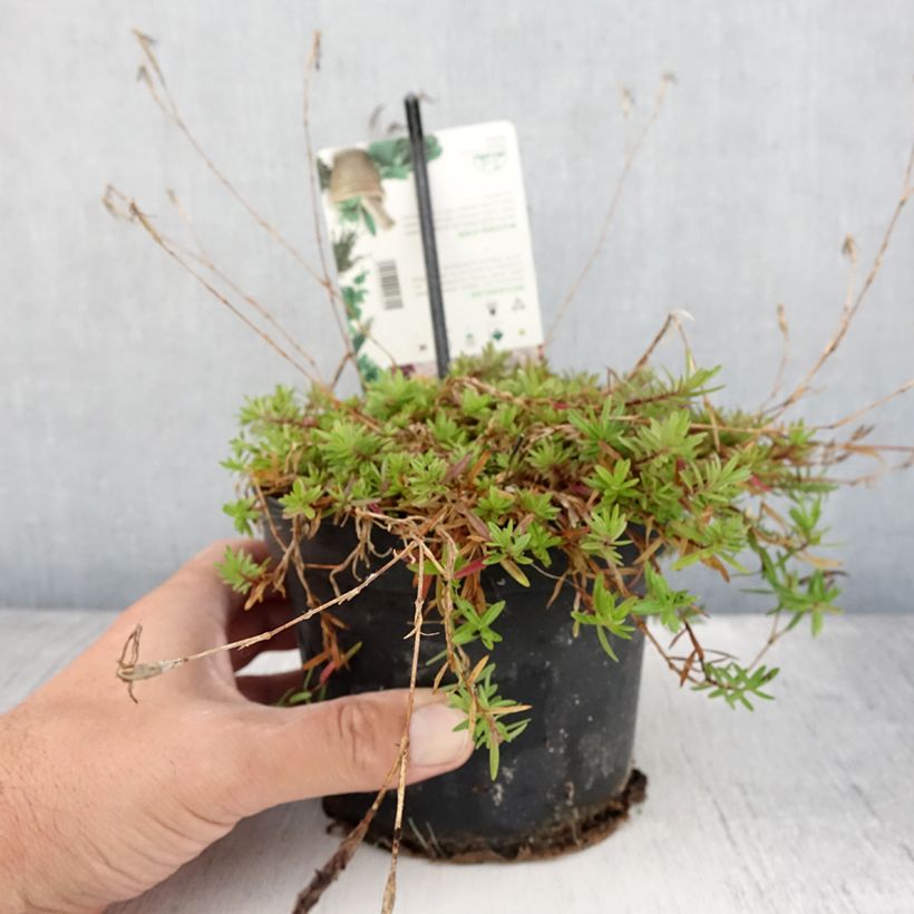 Esimerkki kesällä toimitetusta Ketoneilikka - Dianthus deltoides Pot de 1,5L/2L-taimesta