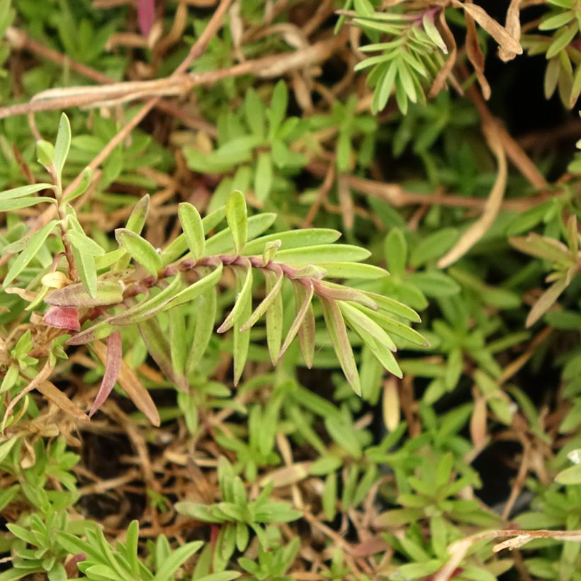 Ketoneilikka - Dianthus deltoides (Lehvistö)