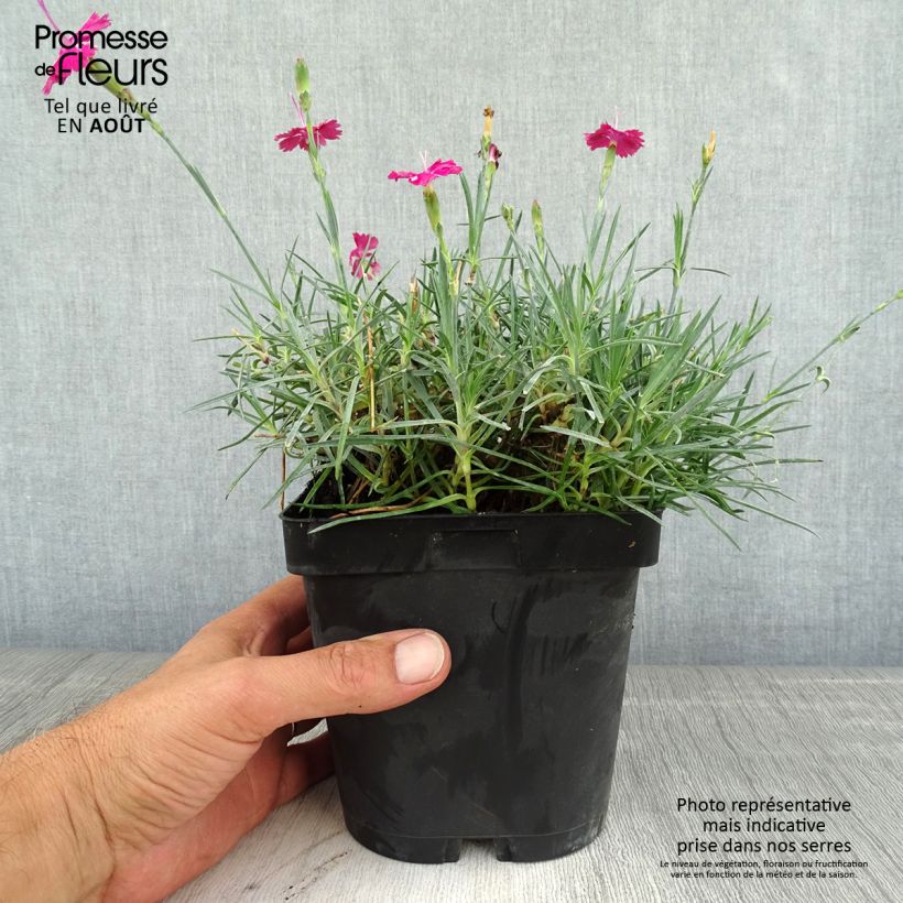 Esimerkki kesällä toimitetusta Vuorineilikka Badenia Pot de 2L/3L-taimesta