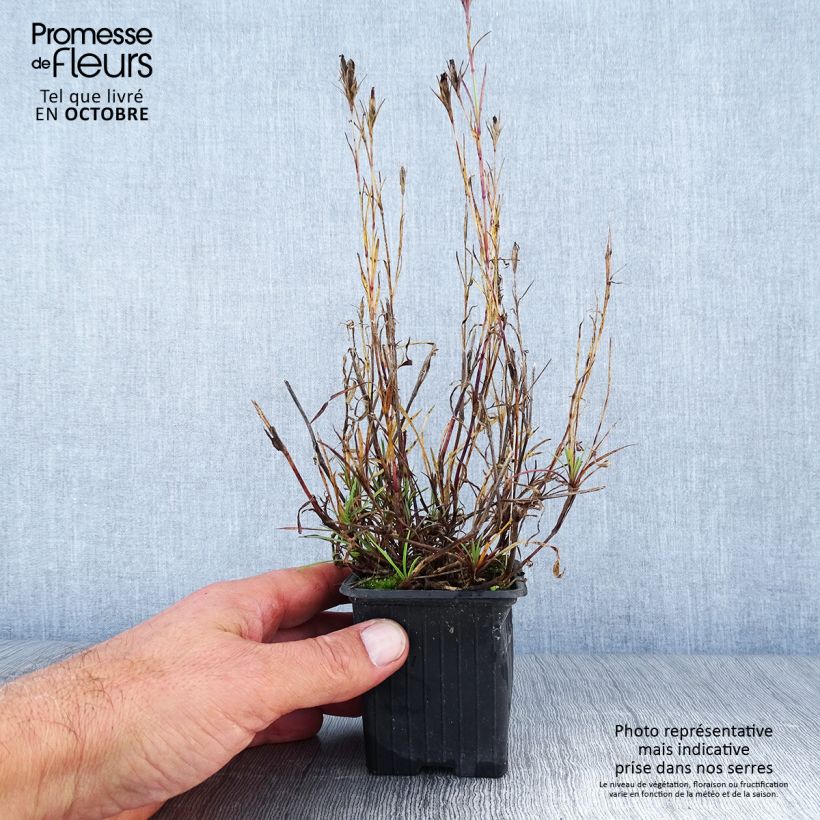 Esimerkki syksyllä toimitetusta Rikkineilikka - Dianthus knappii 8/9 cm taimiruukku-taimesta