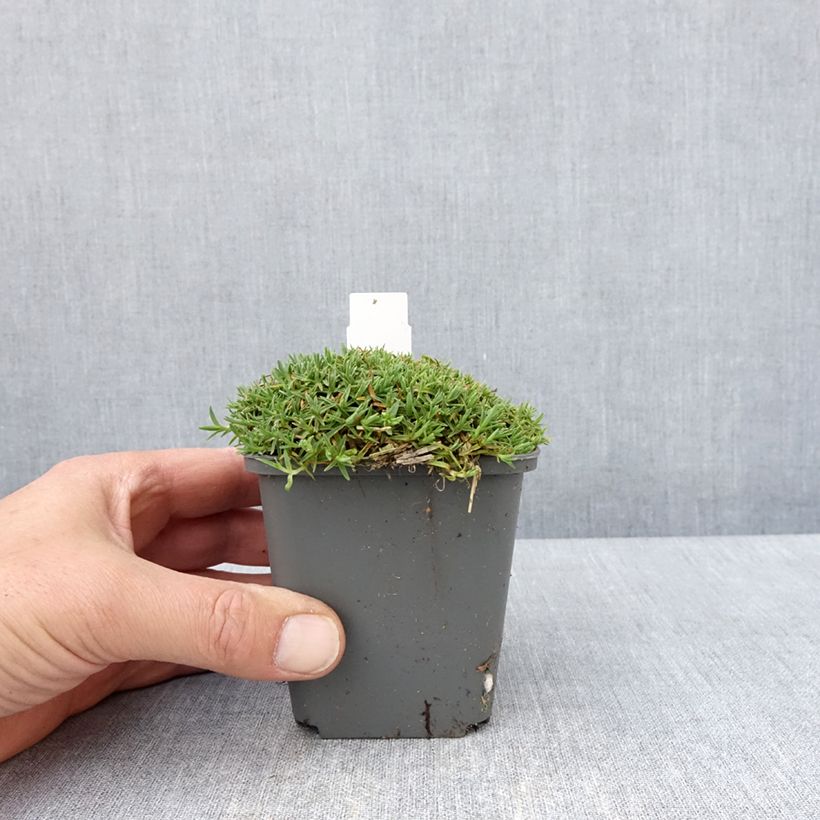 Esimerkki keväällä toimitetusta Vuorineilikka La Bourboule Alba Godet de 8/9 cm-taimesta