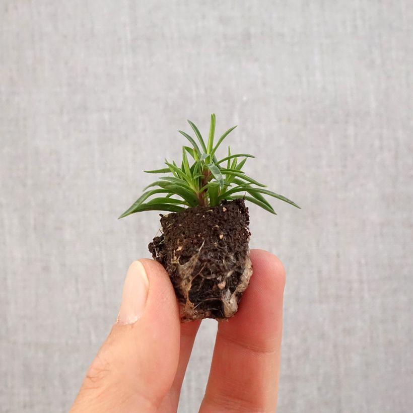 Esimerkki keväällä toimitetusta Sulkaneilikka Merci Fleuri Minipaakku Ø 1,5/2,5 cm-taimesta