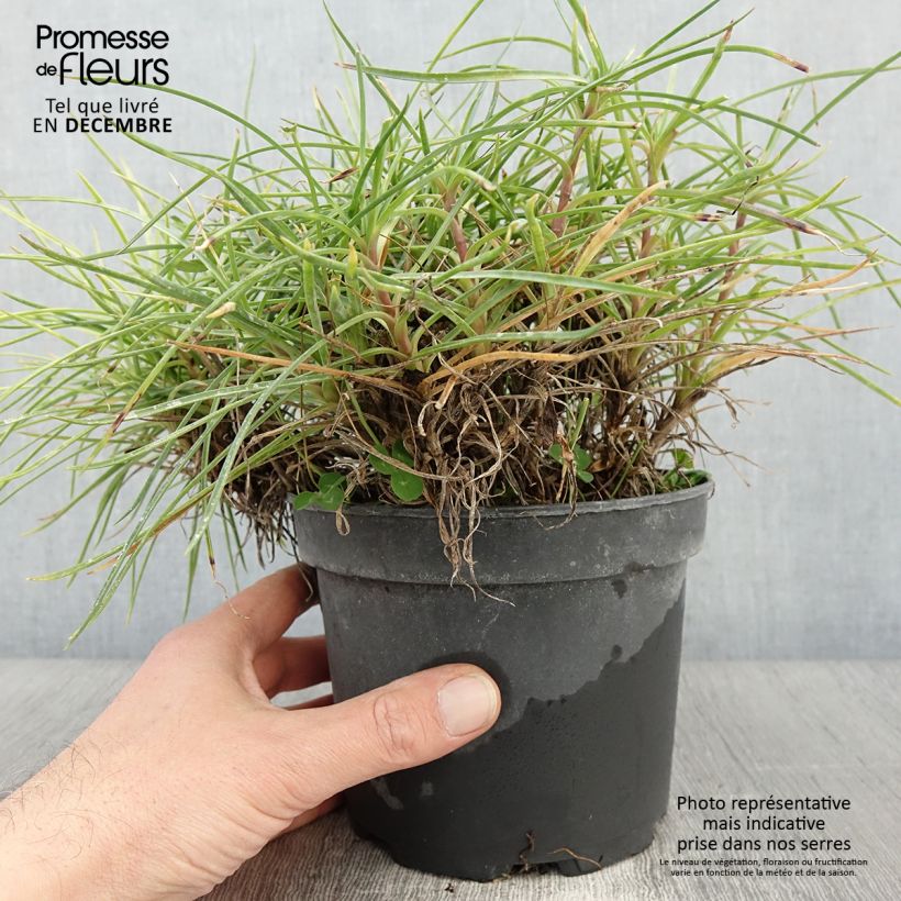Esimerkki syksyllä toimitetusta Dianthus plumarius Cranmere Pool - Oeillet mignardise Pot de 2L/3L-taimesta