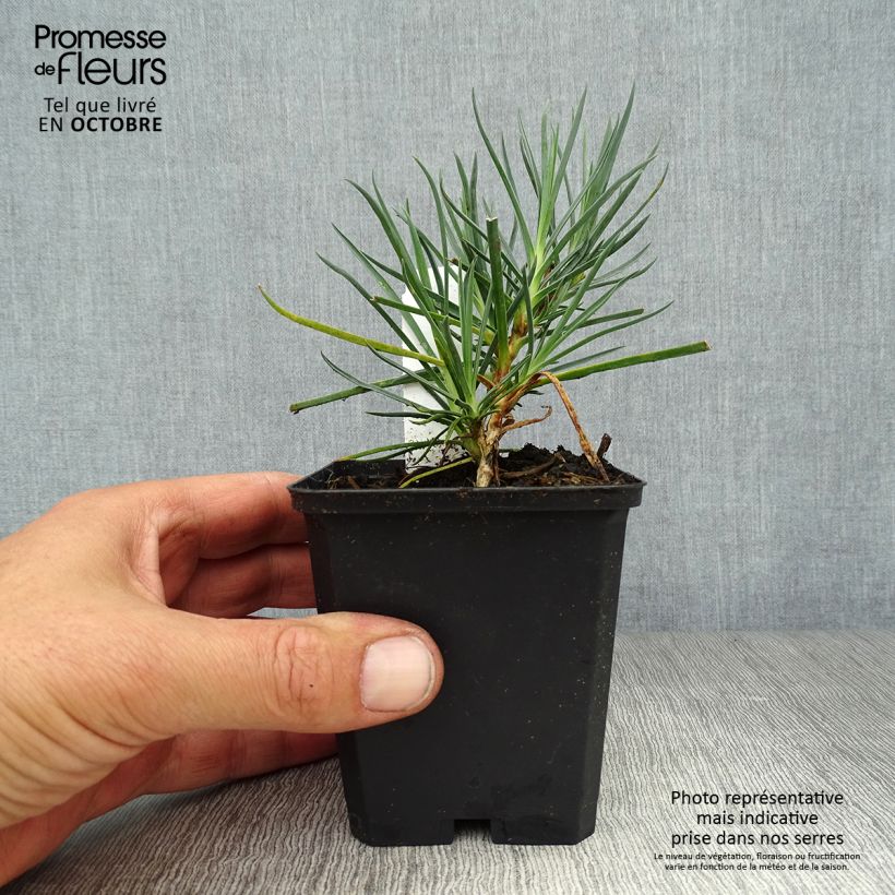 Esimerkki syksyllä toimitetusta Sulkaneilikka Devon Cream 8/9 cm taimiruukku-taimesta
