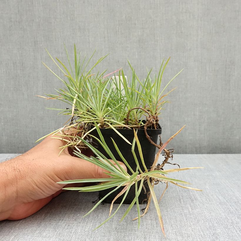 Esimerkki kesällä toimitetusta Sulkaneilikka Flore Pleno Albus 8/9 cm taimiruukku-taimesta