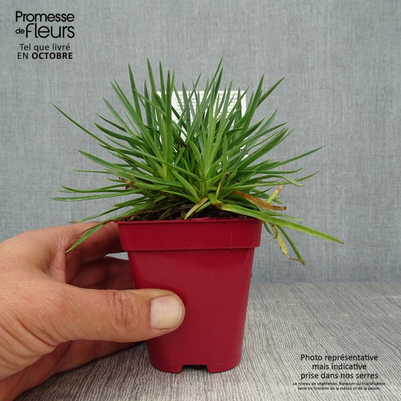 Esimerkki syksyllä toimitetusta Sulkaneilikka Passion Hot Red 8/9 cm taimiruukku-taimesta