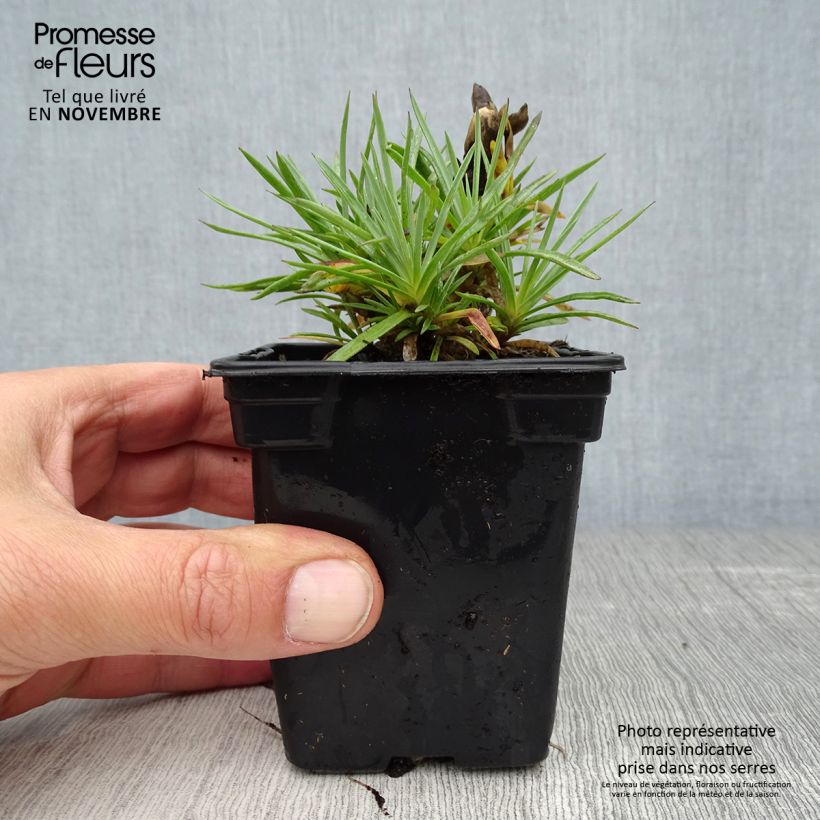 Esimerkki syksyllä toimitetusta Sulkaneilikka Scent First Coconut Sundae 7/8 cm taimiruukku-taimesta