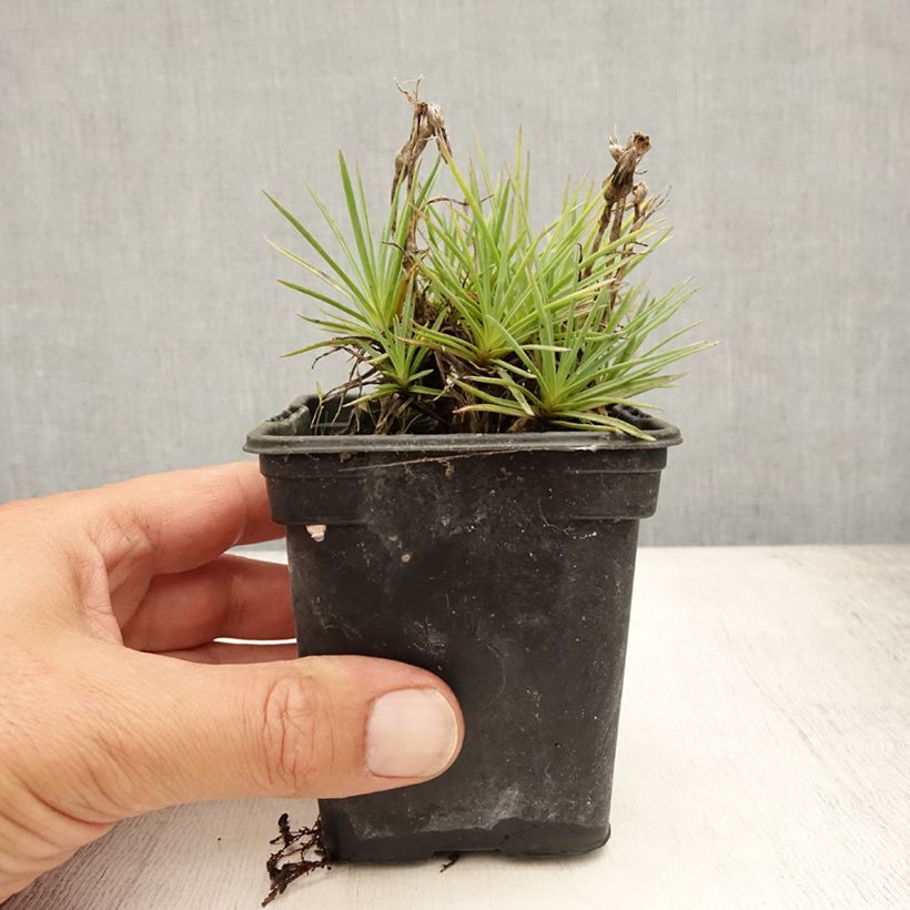 Esimerkki kesällä toimitetusta Sulkaneilikka Scent First Coconut Sundae Godet de 7/8 cm-taimesta