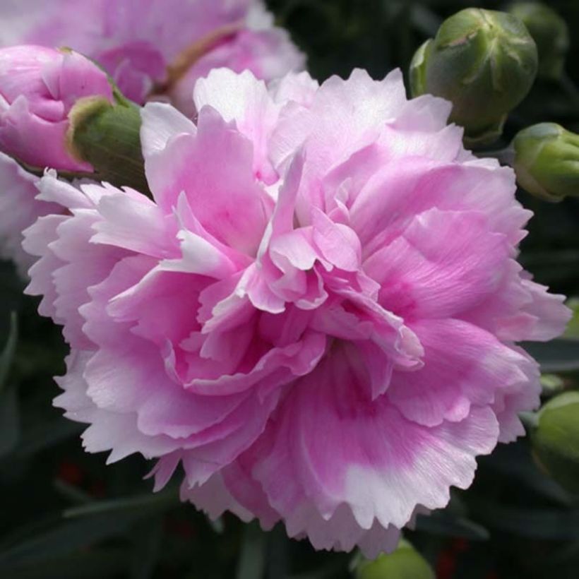 Sulkaneilikka Scent First Iced Gem (Kukinta)