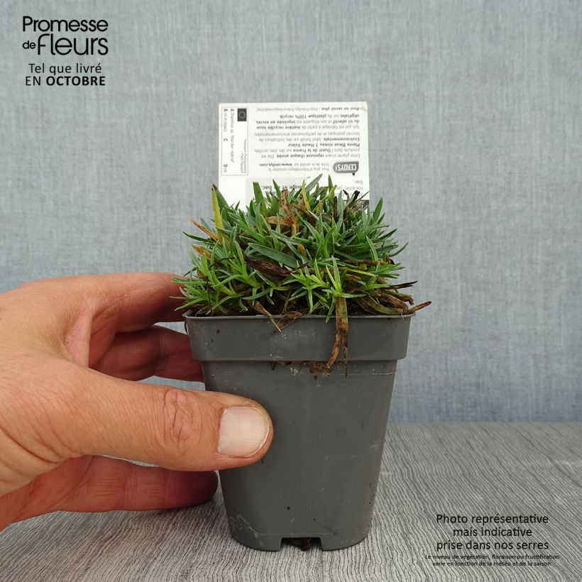 Esimerkki syksyllä toimitetusta Sulkaneilikka Warden Hybrid 8/9 cm taimiruukku-taimesta