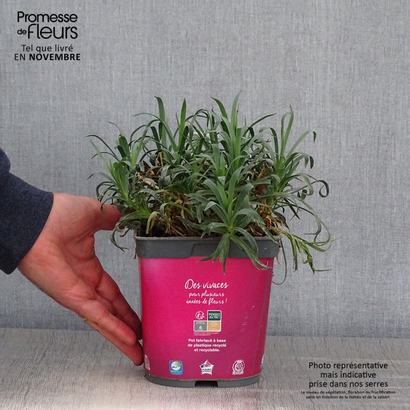 Esimerkki syksyllä toimitetusta Sulkaneilikka Scent First Sugar Plum ( Lanthe) 2 litran/3 litran ruukku-taimesta