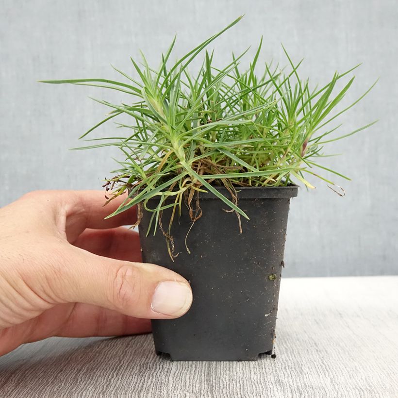 Esimerkki syksyllä toimitetusta Neilikka - Dianthus spiculifolius 8/9 cm taimiruukku-taimesta