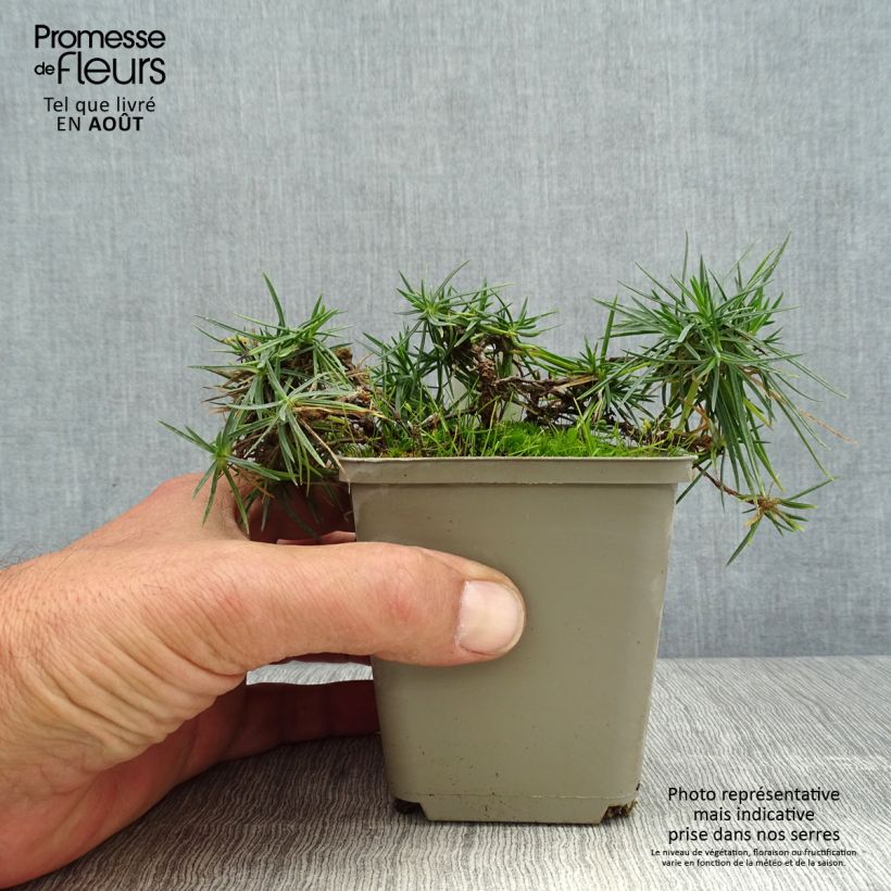 Esimerkki kesällä toimitetusta Neilikka - Dianthus spiculifolius Godet de 8/9 cm-taimesta