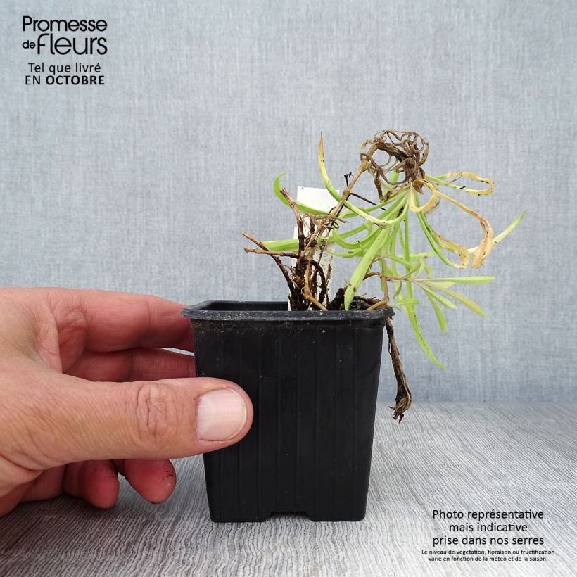 Esimerkki syksyllä toimitetusta Pulskaneilikka - Dianthus superbus 8/9 cm taimiruukku-taimesta