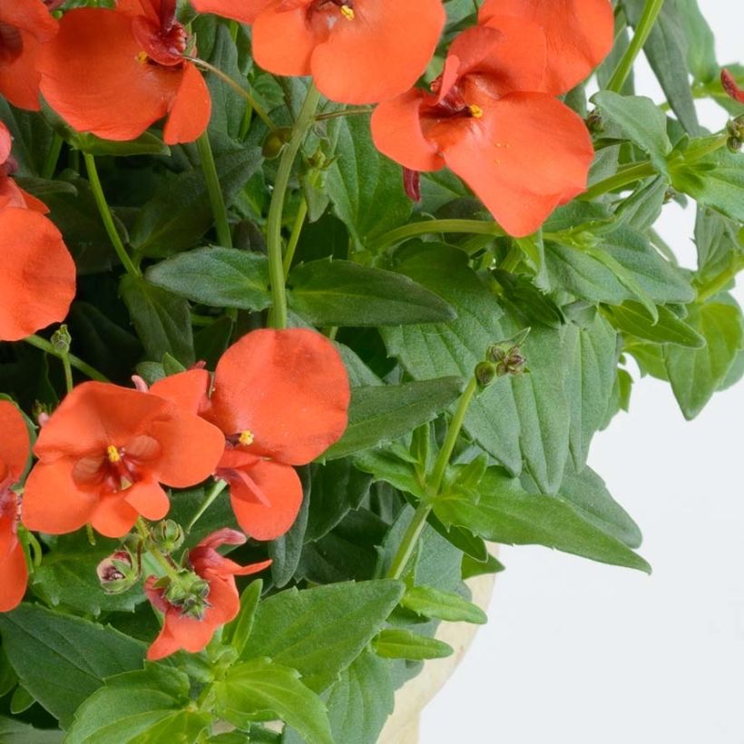 Mätäsdiana Breeze Plus Orange (Lehvistö)