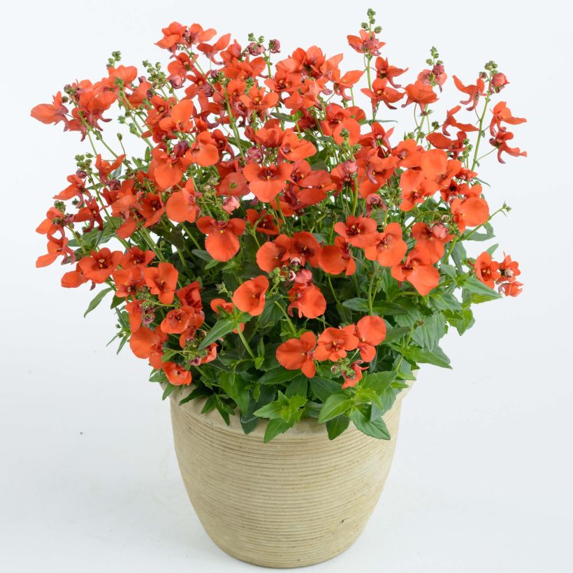Mätäsdiana Breeze Plus Orange (Kasvutapa)