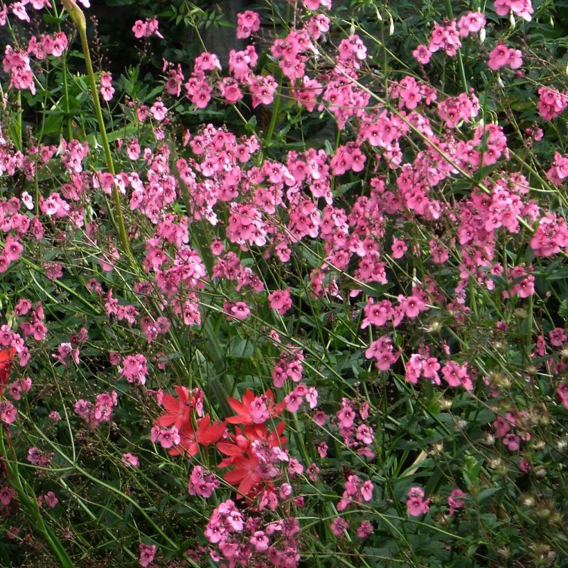 Mätäsdiana - Diascia personata (Kukinta)