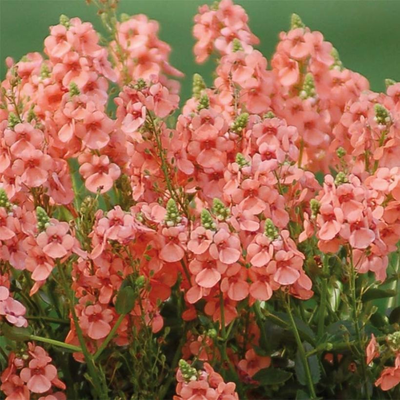 Mätäsdiana Sundascia Up Peach (Kukinta)