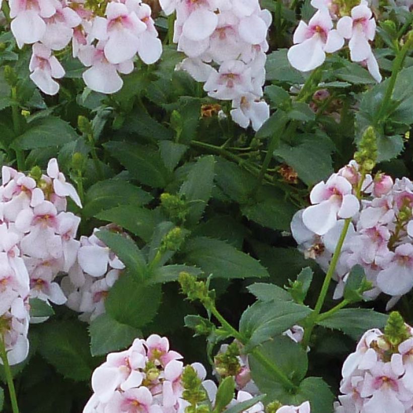 Mätäsdiana Sundascia Up Sakura Pink (Lehvistö)